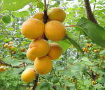 Абрикос Десертный (Prunus armeniaca 'Desertniy')