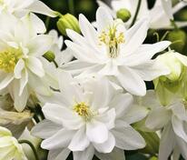 Аквилегия обыкновенная Вайт Барлоу (Aquilegia vulgaris 'White Barlow')