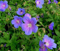 Герань гималайская Гравити (Geranium himalayense 'Gravetye')