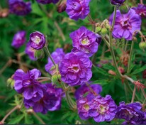 Герань гималайская Пленум (Geranium himalayense 'Plenum')