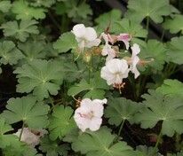 Герань кантабрийская Сейнт Ола (Geranium x cantabrigiense 'Saint Ola')
