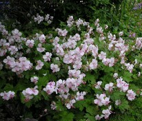 Герань кембриджская Биоково (Geranium x cantabrigiense 'Biokovo')