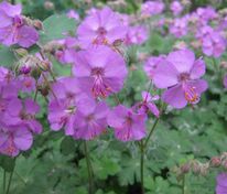 Герань кембриджская Кармина (Geranium x cantabrigiense 'Karmina')