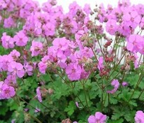 Герань кентабриджийская Кембридж (Geranium x cantabrigiense 'Cambridge')
