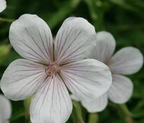 Герань Кларка Кашмир Вайт (Geranium clarkei 'Kashmir White')