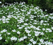 Герань кроваво-красная Альбум (Geranium sanguineum 'Album')