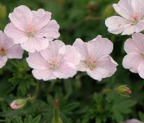 Герань кроваво-красная Апфельблют (Geranium sanguineum 'Apfelblute')