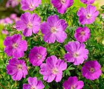 Герань кроваво-красная Макс Фрай (Geranium sanguineum 'Max Frey')