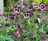 Аквилегия обыкновенная Уильям Гиннес (Aquilegia vulgaris 'William Guiness')