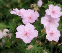 Герань кроваво-красная Висион ин Пинк (Geranium sanguineum 'Vision in Pink')