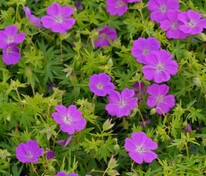 Герань кроваво-красная Нью Хамшир Пёрпл (Geranium sanguineum 'New Hampshire Purple')