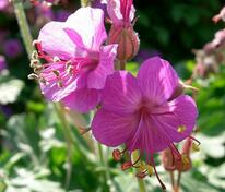 Герань крупнокорневищная Беванс Вариет (Geranium macrorrhizum 'Bevan's Variety')