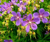 Герань луговая (Geranium pratense)