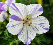 Герань луговая Сплиш Сплеш (Geranium pratense 'Splish Splash')