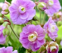 Герань луговая Саммер Скайс (Geranium pratense 'Summer Skies')