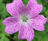 Герань оксонская Клеридж Друс (Geranium x oxonianum 'Claridge Druce')