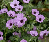 Герань пепельная Балерина (Geranium cinereum 'Ballerina')