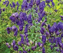 Аконит Генри Спаркс Вэрайети (Aconitum henryi 'Spark's Variety')