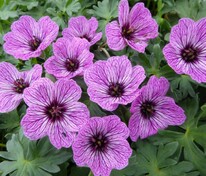 Герань пепельная Лоуренс Флэтмен (Geranium cinereum 'Laurence Flatman')