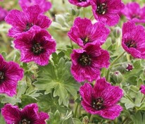 Герань пепельная Пёрпл Пилоу (Geranium cinereum 'Purple Pillow')
