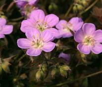Герань пятнистая Элизабет Энн (Geranium maculatum 'Elisabeth Ann')