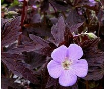 Герань пятнистая Эспрессо (Geranium maculatum 'Espresso')