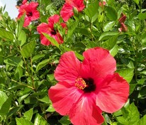 Гибискус сирийский (Hibiscus syriacus)