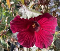 Гибискус краснолистный Махогани Сплендер (Hibiscus acetosella 'Mahogany Splendor')
