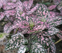 Гипоэстес листоколосковый (Hypoestes phyllostachya)