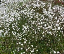 Гипсофила Вайт Фестивал (Gypsophila 'White Festival')