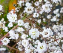 Гипсофила метельчатая Бристол Фейри (Gypsophila paniculata 'Bristol Fairy')