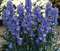 Аконит Кармихеля Арендси (Aconitum carmichaelii 'Arendsii')