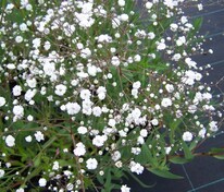 Гипсофила метельчатая Сноуфлейк (Gypsophila paniculata 'Snowflake')