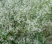 Гипсофила метельчатая Фейри Перфект (Gypsophila paniculata 'Fairy Perfect')