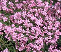 Гипсофила ползучая (Gypsophila repens)