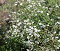 Гипсофила тихоокеанская (Gypsophila pacifica)
