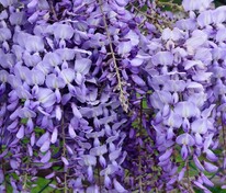 Глициния (Wisteria)