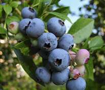 Голубика Бригитта Блю (Vaccinium corymbosum 'Brigitta Blue')