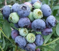 Голубика высокорослая Дарроу (Vaccinium corymbosum 'Darrow')