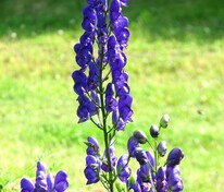 Аконит клобучковый (Aconitum napellus)