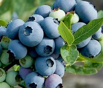 Голубика Пионер (Vaccinium corymbosum 'Pioner')