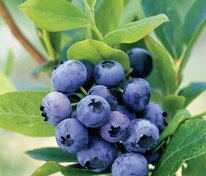 Голубика высокорослая Голдтраубе (Vaccinium corymbosum 'Goldtraube')