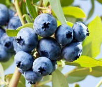 Голубика садовая Норф Кантри (Vaccinium corymbosum 'North Country')