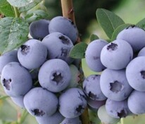 Голубика садовая Стар (Vaccinium corymbosum 'Star')