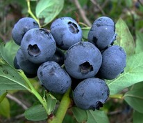 Голубика Спартан (Vaccinium corymbosum 'Spartan')