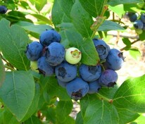 Голубика высокорослая Эрлиблю (Vaccinium corymbosum 'Earliblue')