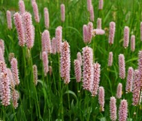 Горец змеиный Боркуло (Bistorta officinalis 'Borculo')