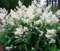 Горец изменчивый (Aconogonon polymorphum)