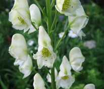 Аконит клобучковый Альбум (Aconitum napellus 'Album')