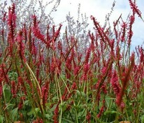Горец свечевидный Файртейл (Bistorta amplexicaulis 'Firetail')